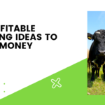 Profitable Farming Ideas To Make Money